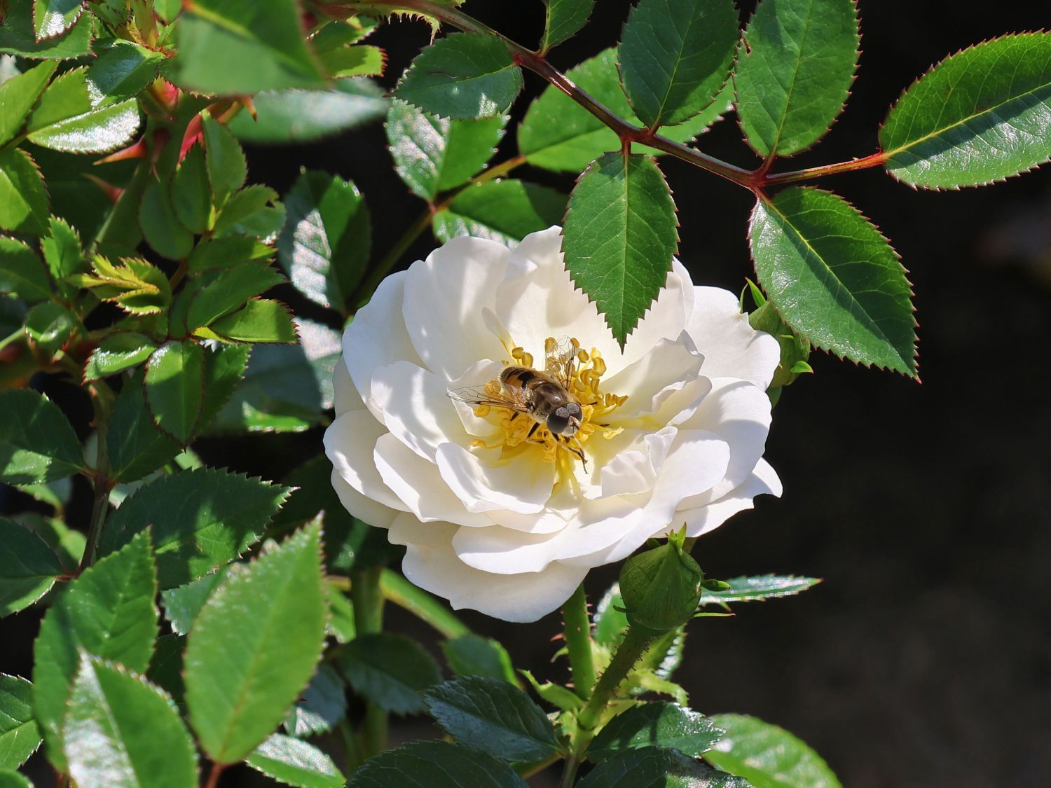 Bodendecker-Rose 'Bienenweide ® Weiß'