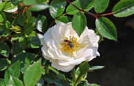 Bodendecker-Rose 'Bienenweide ® Weiß'