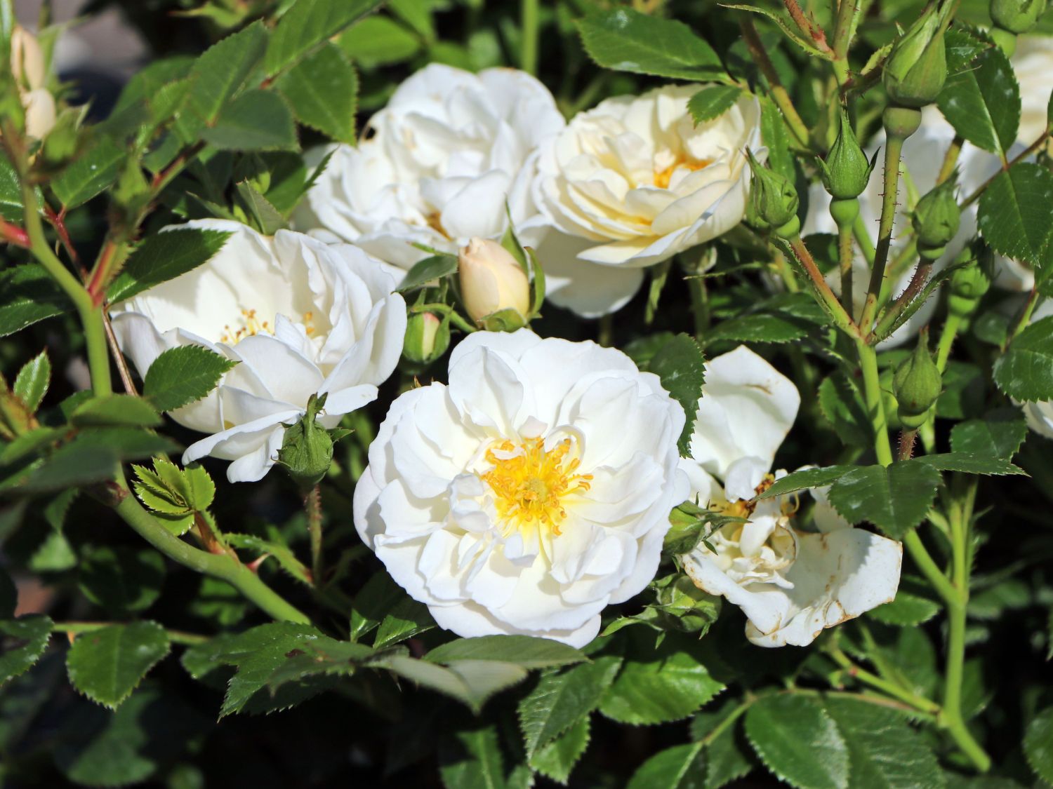 Bodendecker-Rose 'Bienenweide ® Weiß' - Rosa 'Bienenweide ® Weiß'