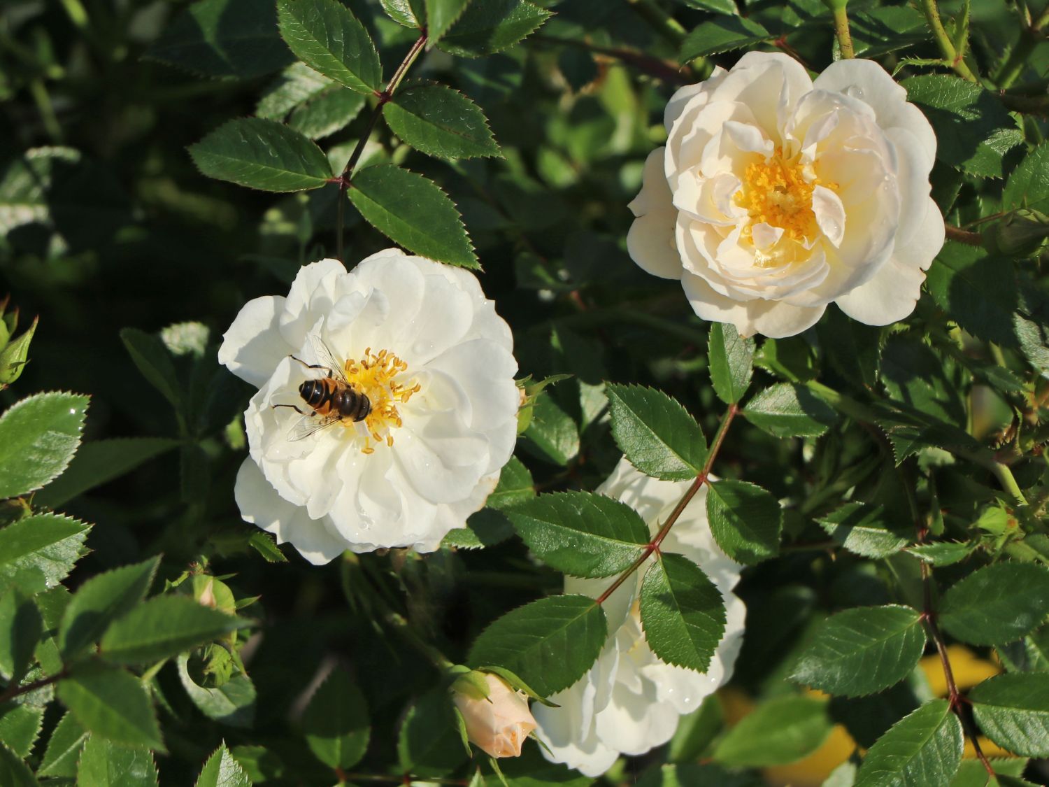 Bodendecker-Rose 'Bienenweide ® Weiß' - Rosa 'Bienenweide ® Weiß'