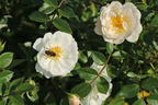 Bodendecker-Rose 'Bienenweide ® Weiß' - Rosa 'Bienenweide ® Weiß'