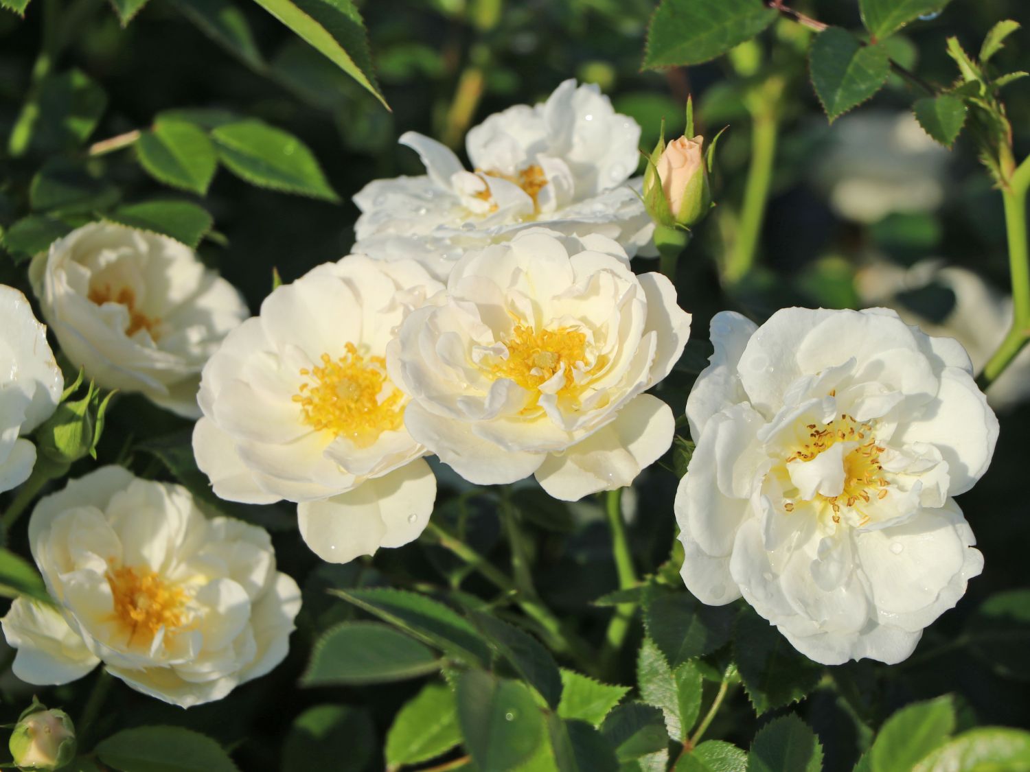 Bodendecker-Rose 'Bienenweide ® Weiß' - Rosa 'Bienenweide ® Weiß'