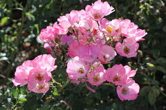 Bodendecker-Rose 'Bingo Meidilandecor' ®