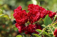 Bodendecker-Rose 'Fairy King'
