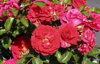 Bodendecker-Rose Flower Carpet ® 'Heidefeuer' ®