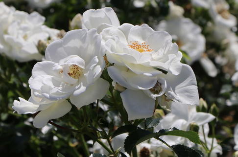 Bodendecker-Rose 'Innocencia' ® - Rosa 'Innocencia' ® ADR-Rose