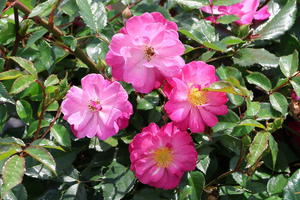 Bodendecker-Rose 'Lavender Dream' ®