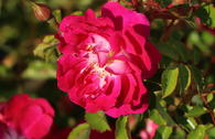 Bodendecker-Rose 'Lipstick'
