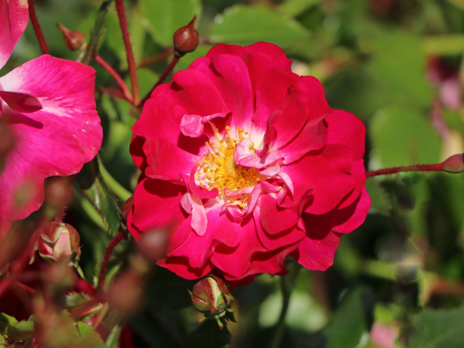 Bodendecker-Rose 'Lipstick' - Rosa 'Lipstick' ADR-Rose