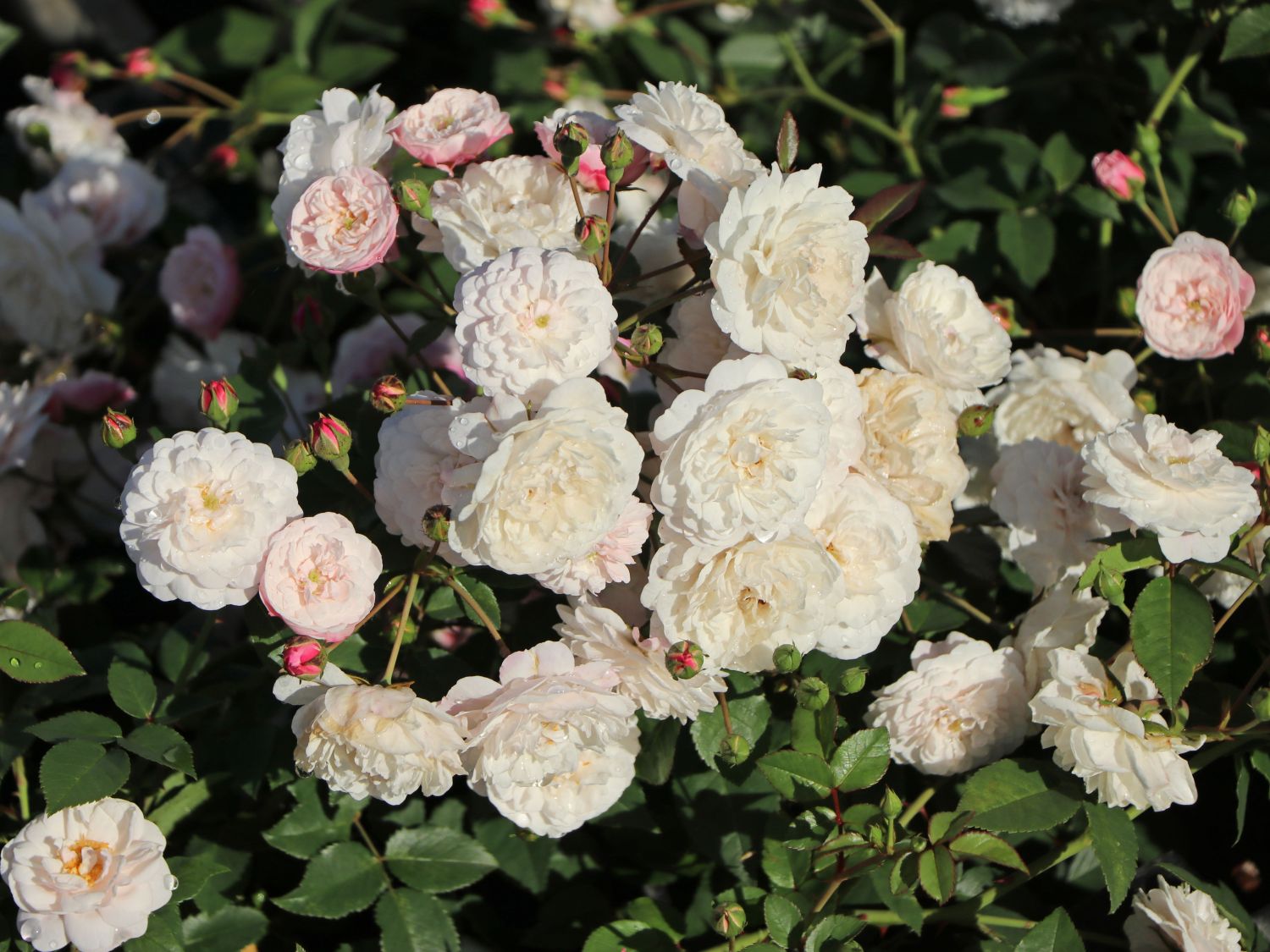 Bodendecker-Rose 'Little White Pet' - Rosa 'Little White Pet'