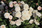 Bodendecker-Rose 'Little White Pet' - Rosa 'Little White Pet'