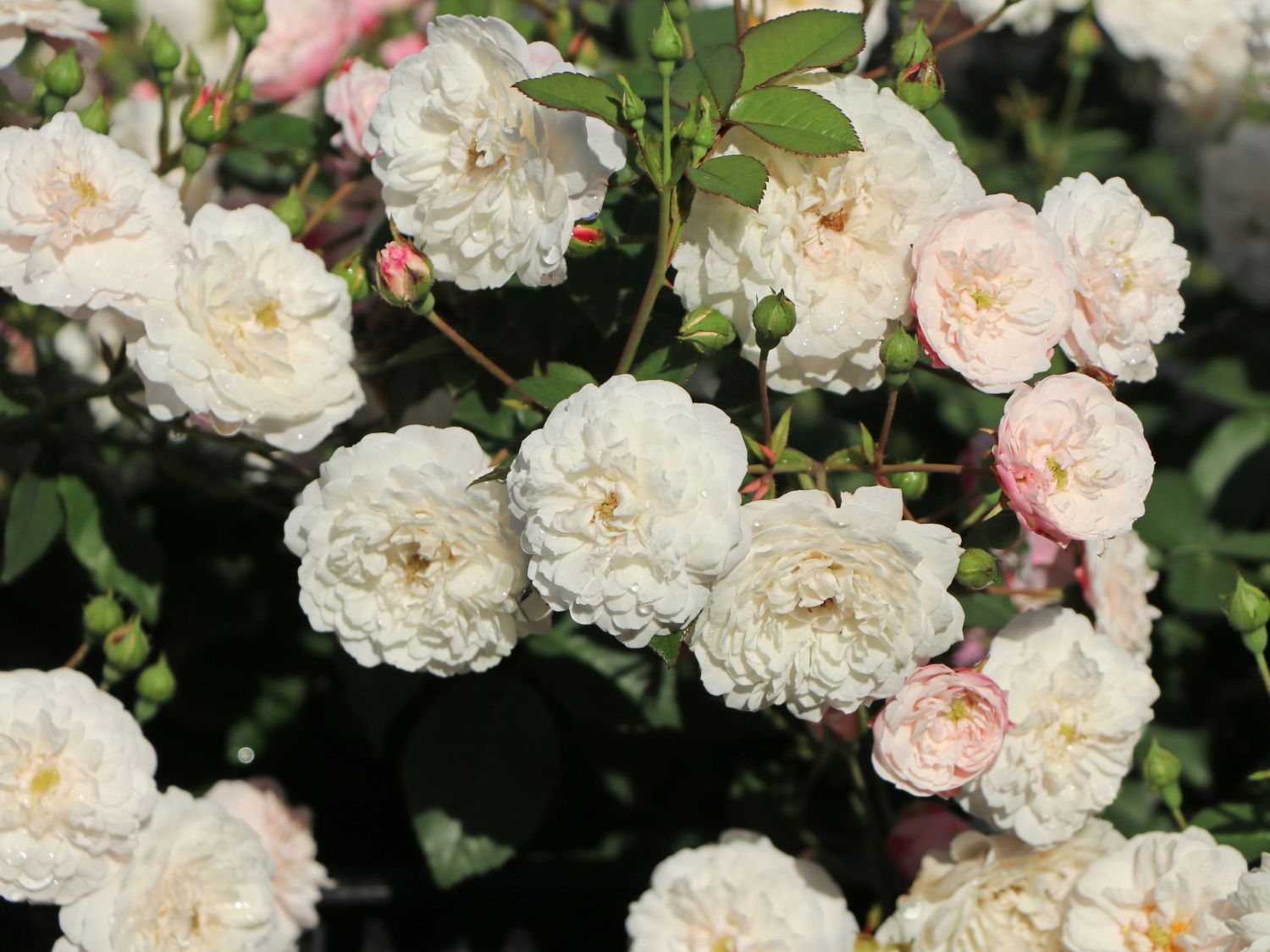 Bodendecker-Rose 'Little White Pet' - Rosa 'Little White Pet'