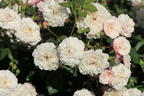 Bodendecker-Rose 'Little White Pet' - Rosa 'Little White Pet'