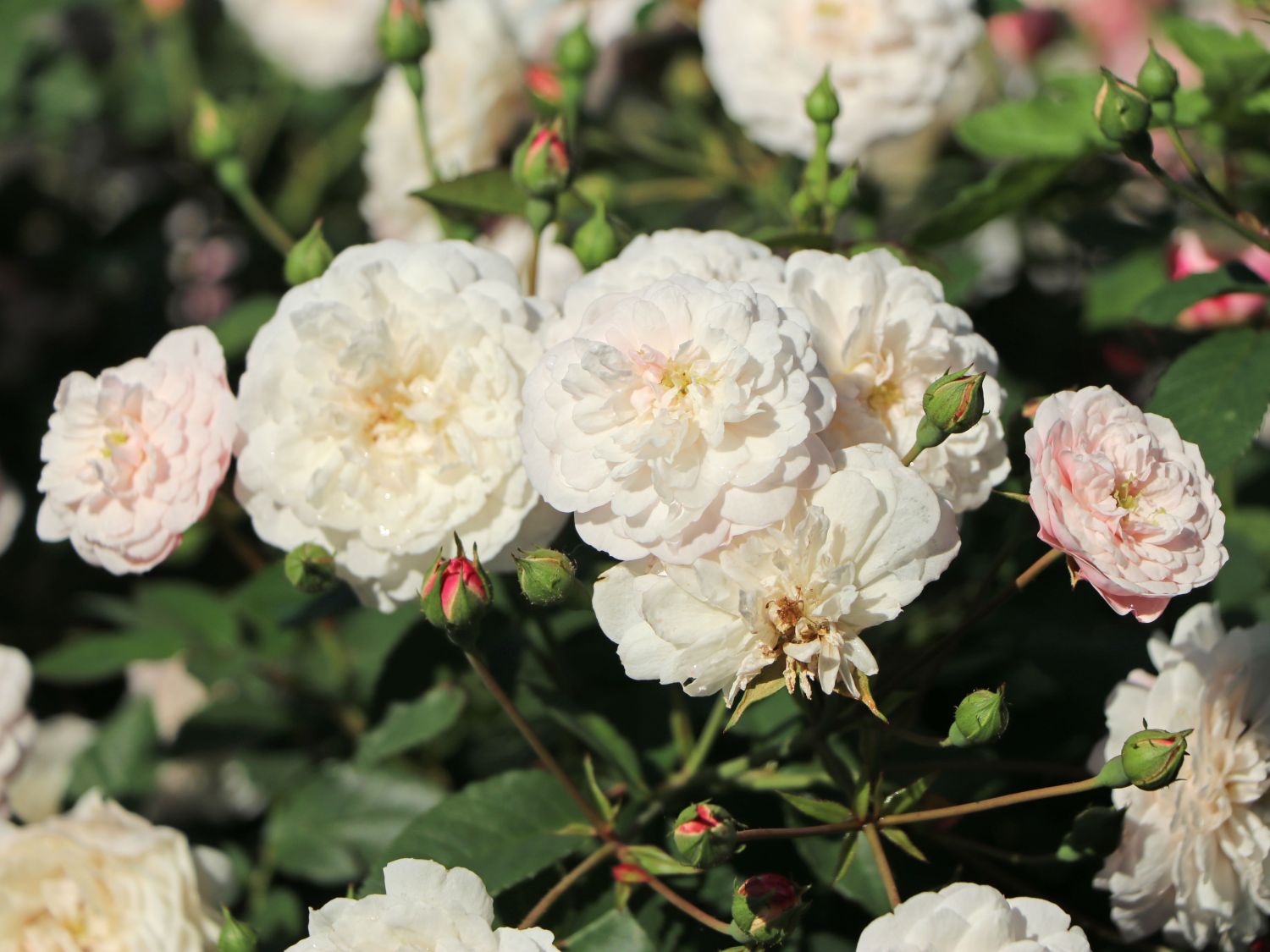 Bodendecker-Rose 'Little White Pet' - Rosa 'Little White Pet'