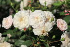 Bodendecker-Rose 'Little White Pet' - Rosa 'Little White Pet'