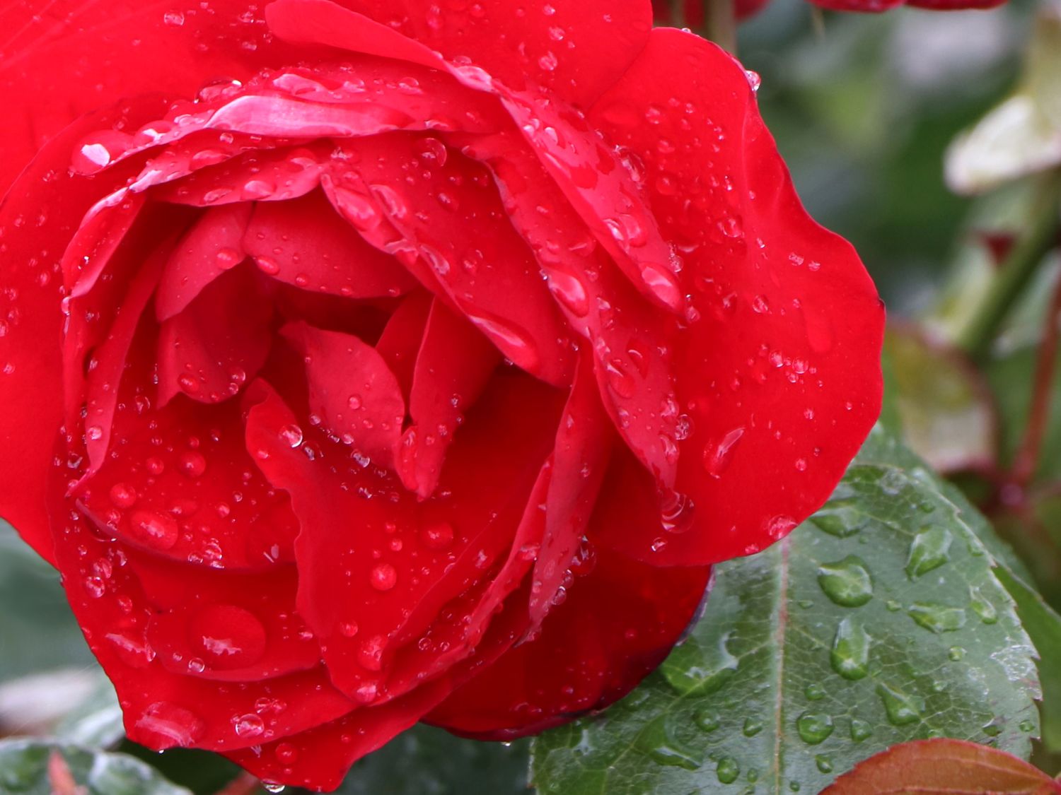 Bodendecker-Rose 'Mainaufeuer' ® - Rosa 'Mainaufeuer' ®