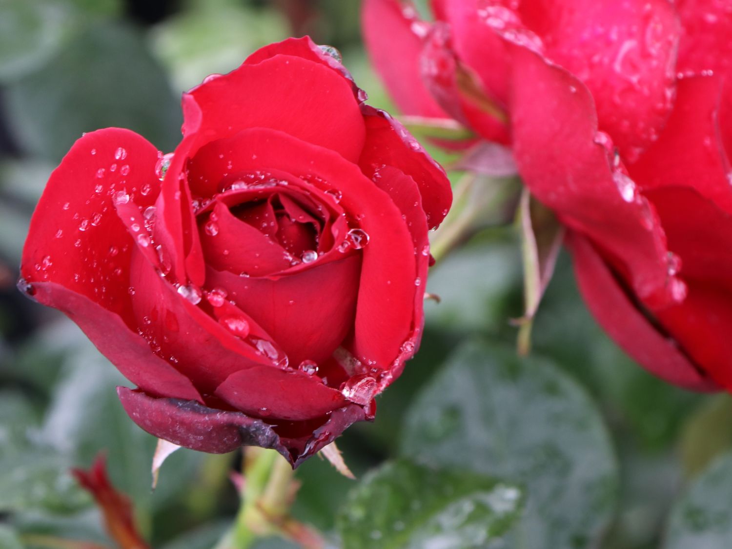 Bodendecker-Rose 'Mainaufeuer' ® - Rosa 'Mainaufeuer' ®