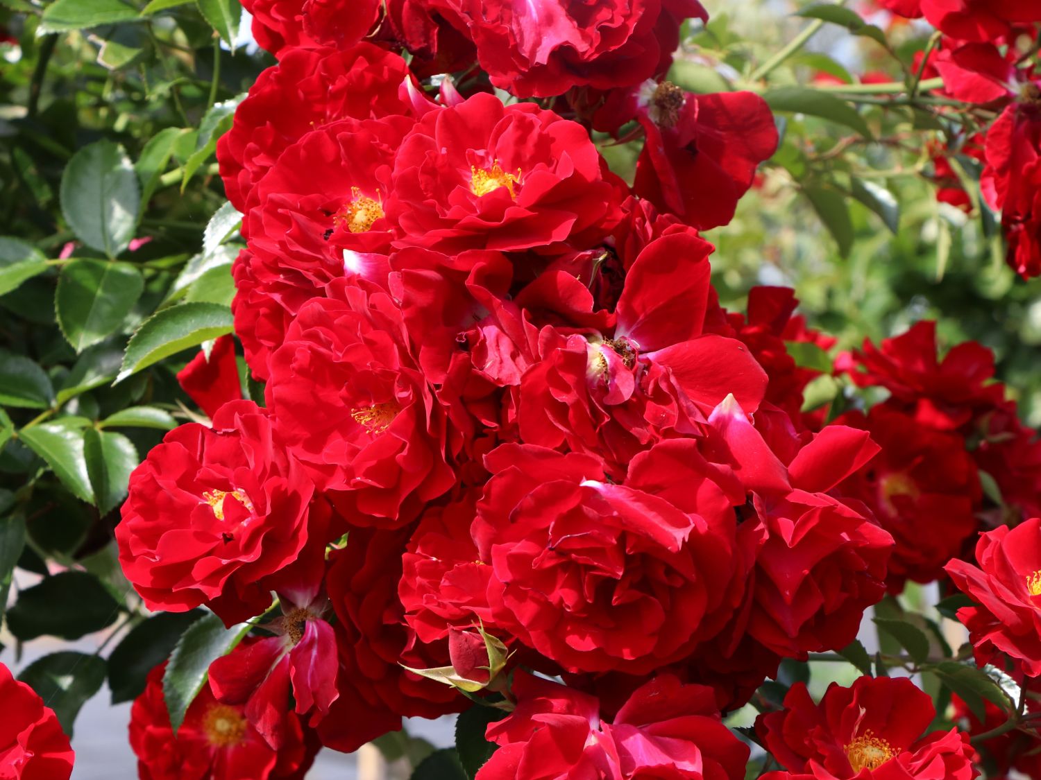 Bodendecker-Rose 'Mainaufeuer' ® - Rosa 'Mainaufeuer' ®