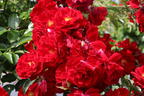 Bodendecker-Rose 'Mainaufeuer' ® - Rosa 'Mainaufeuer' ®