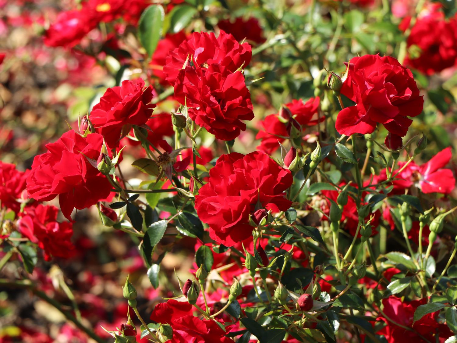 Bodendecker-Rose 'Mainaufeuer' ® - Rosa 'Mainaufeuer' ®
