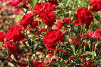 Bodendecker-Rose 'Mainaufeuer' ® - Rosa 'Mainaufeuer' ®