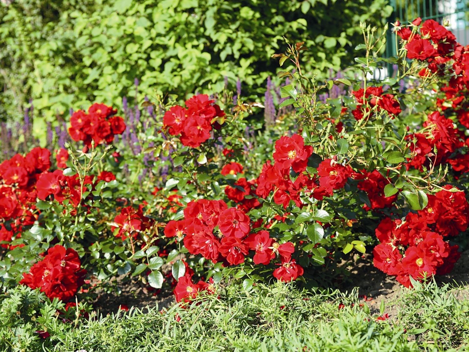 Bodendecker-Rose 'Matador' ®