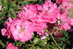 Bodendecker-Rose 'Mirato' ® - Rosa 'Mirato' ®
