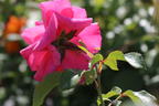 Bodendecker-Rose 'Mirato' ® - Rosa 'Mirato' ®