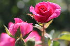 Bodendecker-Rose 'Mirato' ® - Rosa 'Mirato' ®