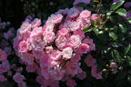 Bodendecker-Rose 'Mirato' ® - Rosa 'Mirato' ®