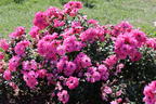 Bodendecker-Rose 'Mirato' ® - Rosa 'Mirato' ®