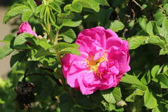 Bodendecker-Rose 'Pierette' ®