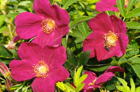 Bodendecker-Rose Strandperle ® 'Amrum' - Rosa Strandperle ® 'Amrum'