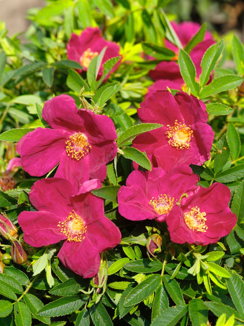 Bodendecker-Rose Strandperle ® 'Amrum' - Rosa Strandperle ® 'Amrum'