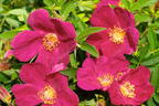 Bodendecker-Rose Strandperle ® 'Amrum' - Rosa Strandperle ® 'Amrum'