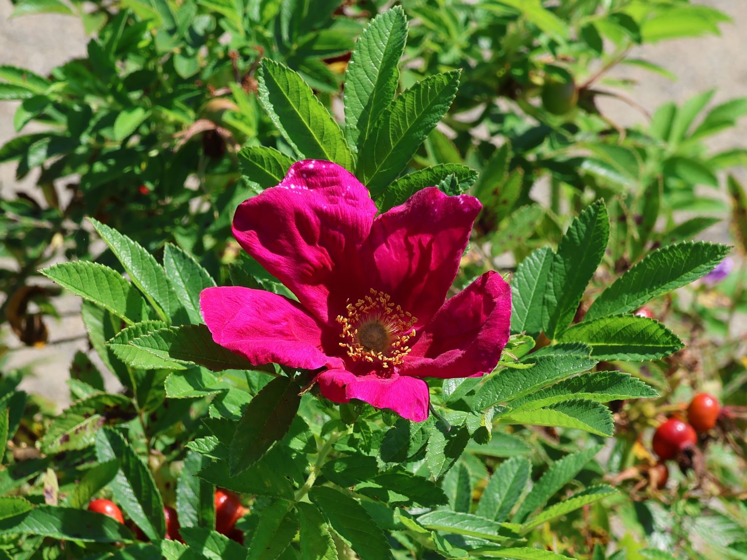 Bodendecker-Rose Strandperle ® 'Amrum' - Rosa Strandperle ® 'Amrum'