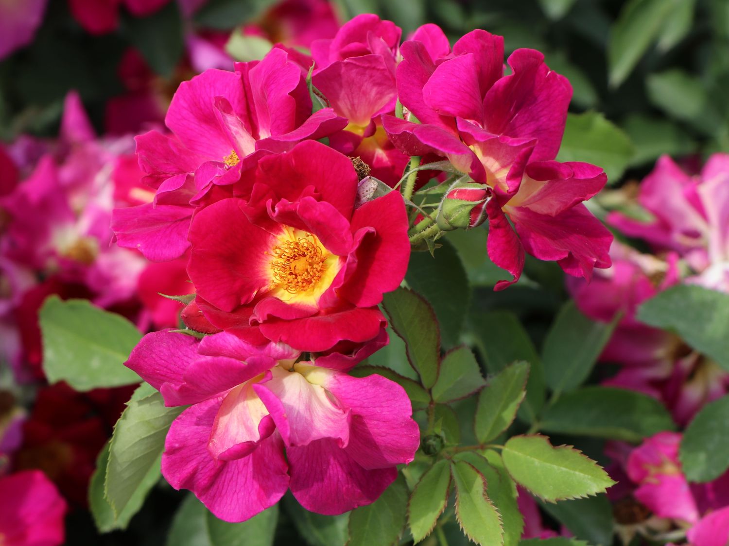 Bodendecker-Rose 'Weg der Sinne' ® - Rosa 'Weg der Sinne' ® ADR-Rose