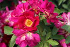 Bodendecker-Rose 'Weg der Sinne' ® - Rosa 'Weg der Sinne' ® ADR-Rose