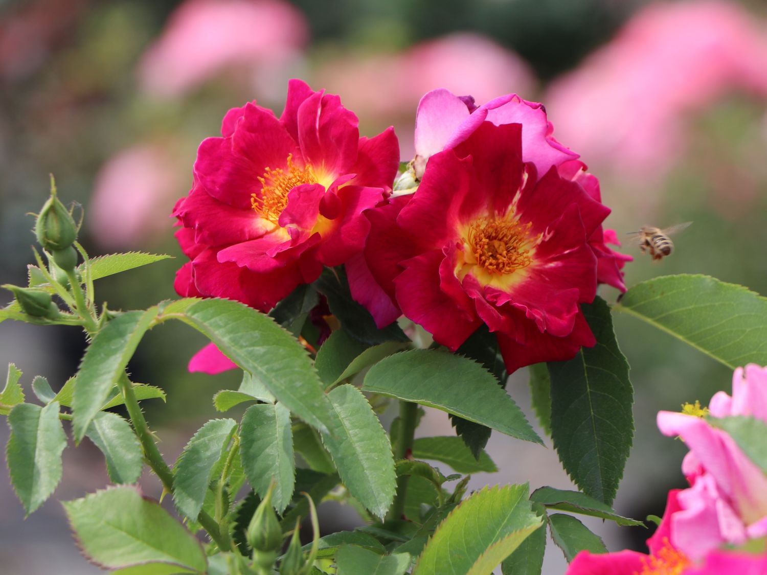 Bodendecker-Rose 'Weg der Sinne' ® - Rosa 'Weg der Sinne' ® ADR-Rose