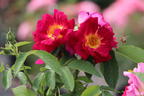 Bodendecker-Rose 'Weg der Sinne' ® - Rosa 'Weg der Sinne' ® ADR-Rose