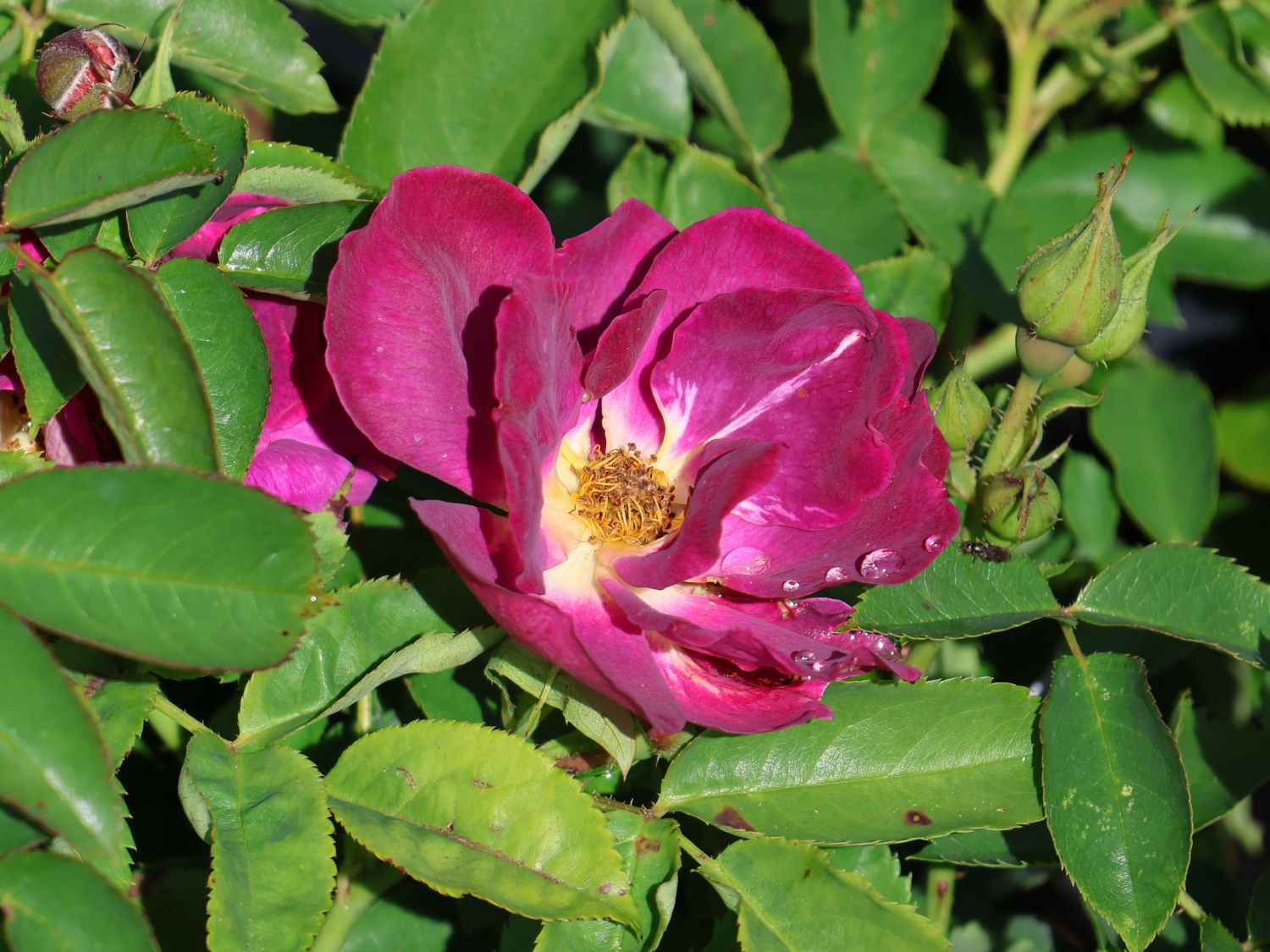 Bodendecker-Rose 'Weg der Sinne' ® - Rosa 'Weg der Sinne' ® ADR-Rose