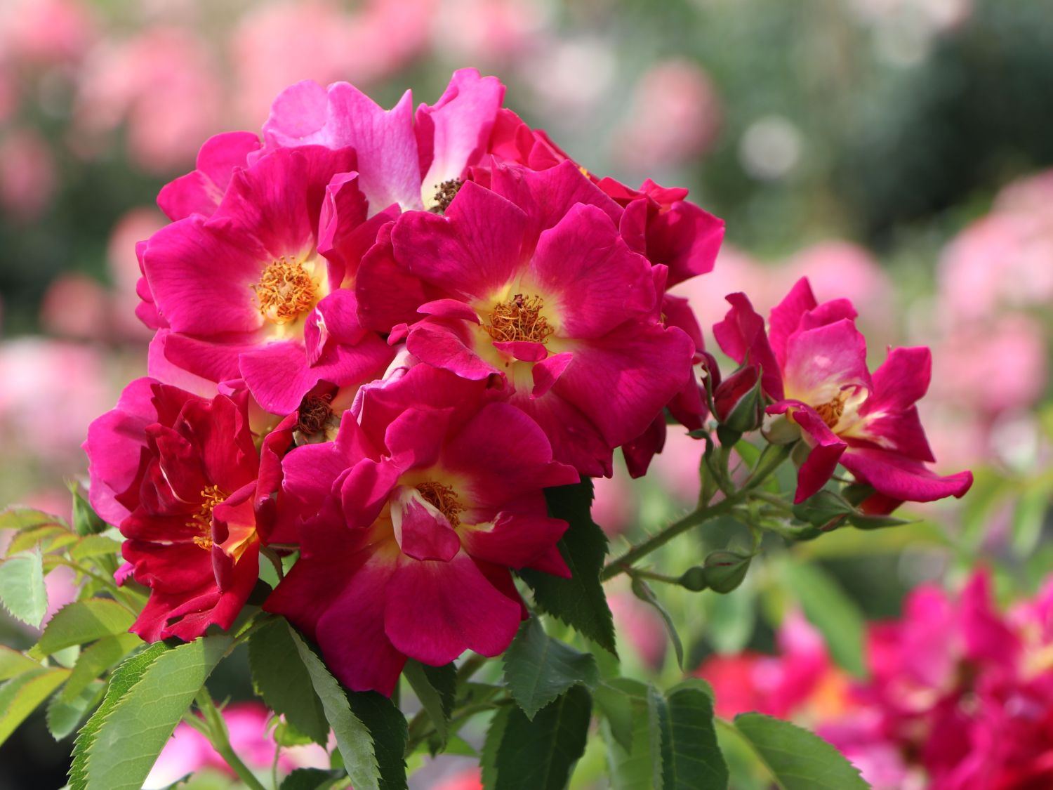 Bodendecker-Rose 'Weg der Sinne' ® - Rosa 'Weg der Sinne' ® ADR-Rose