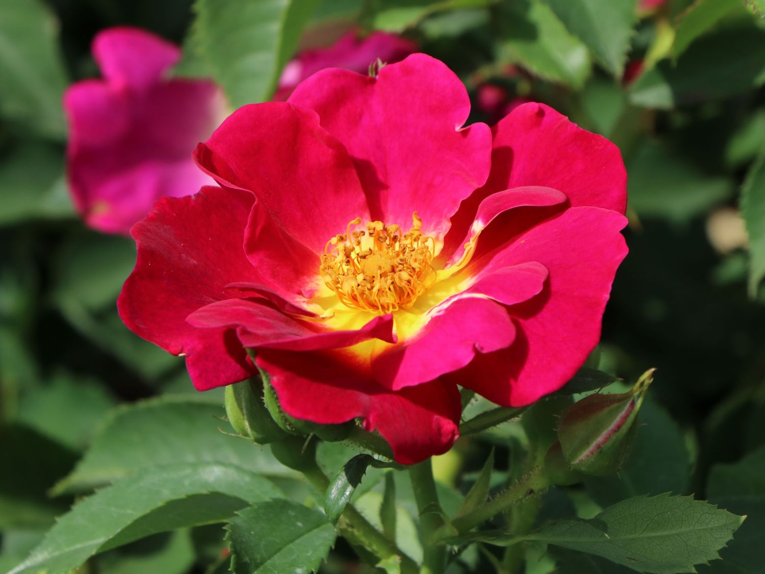 Bodendecker-Rose 'Weg der Sinne' ® - Rosa 'Weg der Sinne' ® ADR-Rose