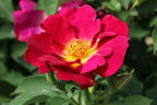 Bodendecker-Rose 'Weg der Sinne' ® - Rosa 'Weg der Sinne' ® ADR-Rose