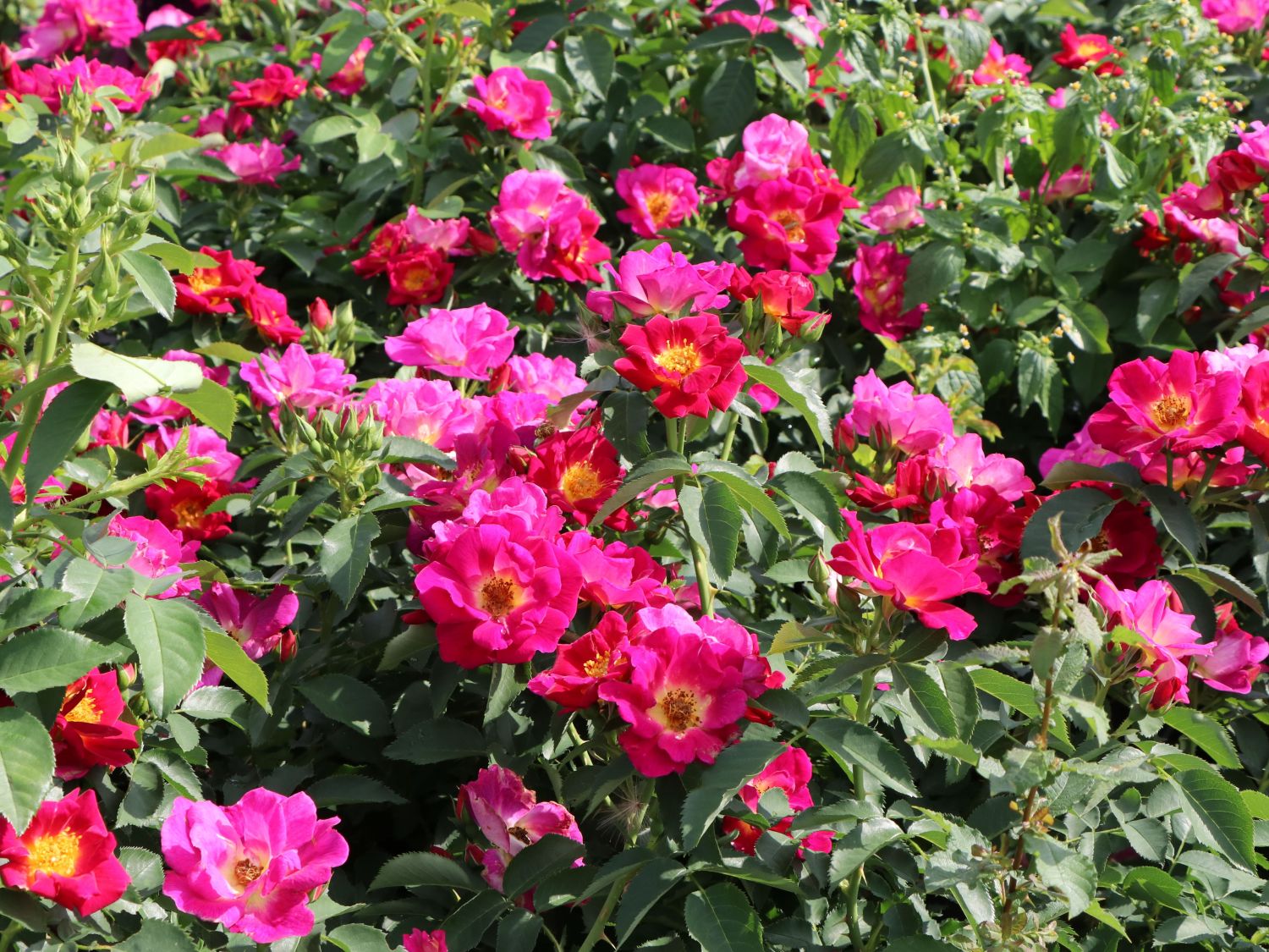 Bodendecker-Rose 'Weg der Sinne' ® - Rosa 'Weg der Sinne' ® ADR-Rose