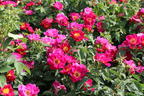 Bodendecker-Rose 'Weg der Sinne' ® - Rosa 'Weg der Sinne' ® ADR-Rose