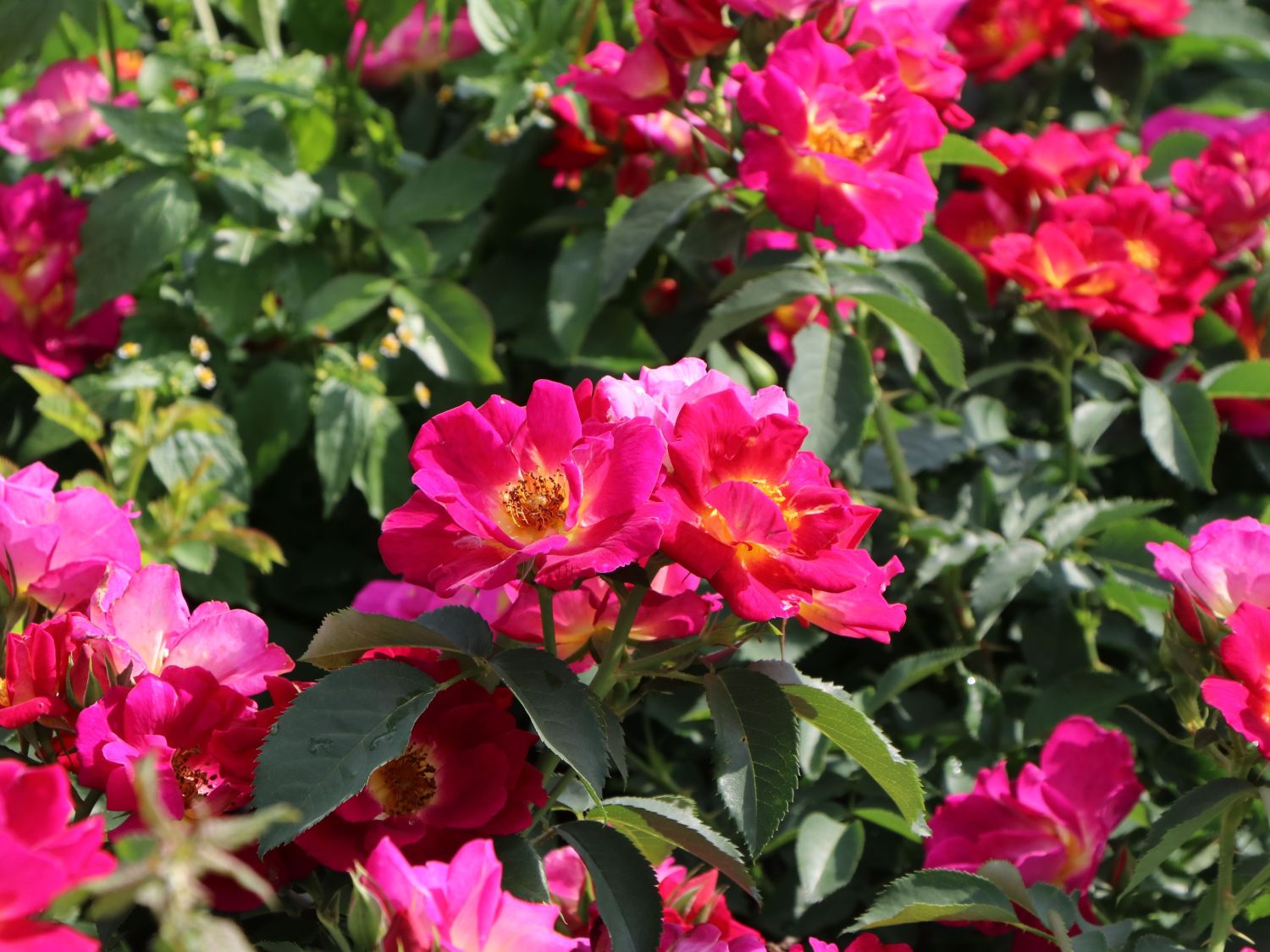 Bodendecker-Rose 'Weg der Sinne' ® - Rosa 'Weg der Sinne' ® ADR-Rose