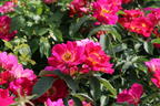 Bodendecker-Rose 'Weg der Sinne' ® - Rosa 'Weg der Sinne' ® ADR-Rose