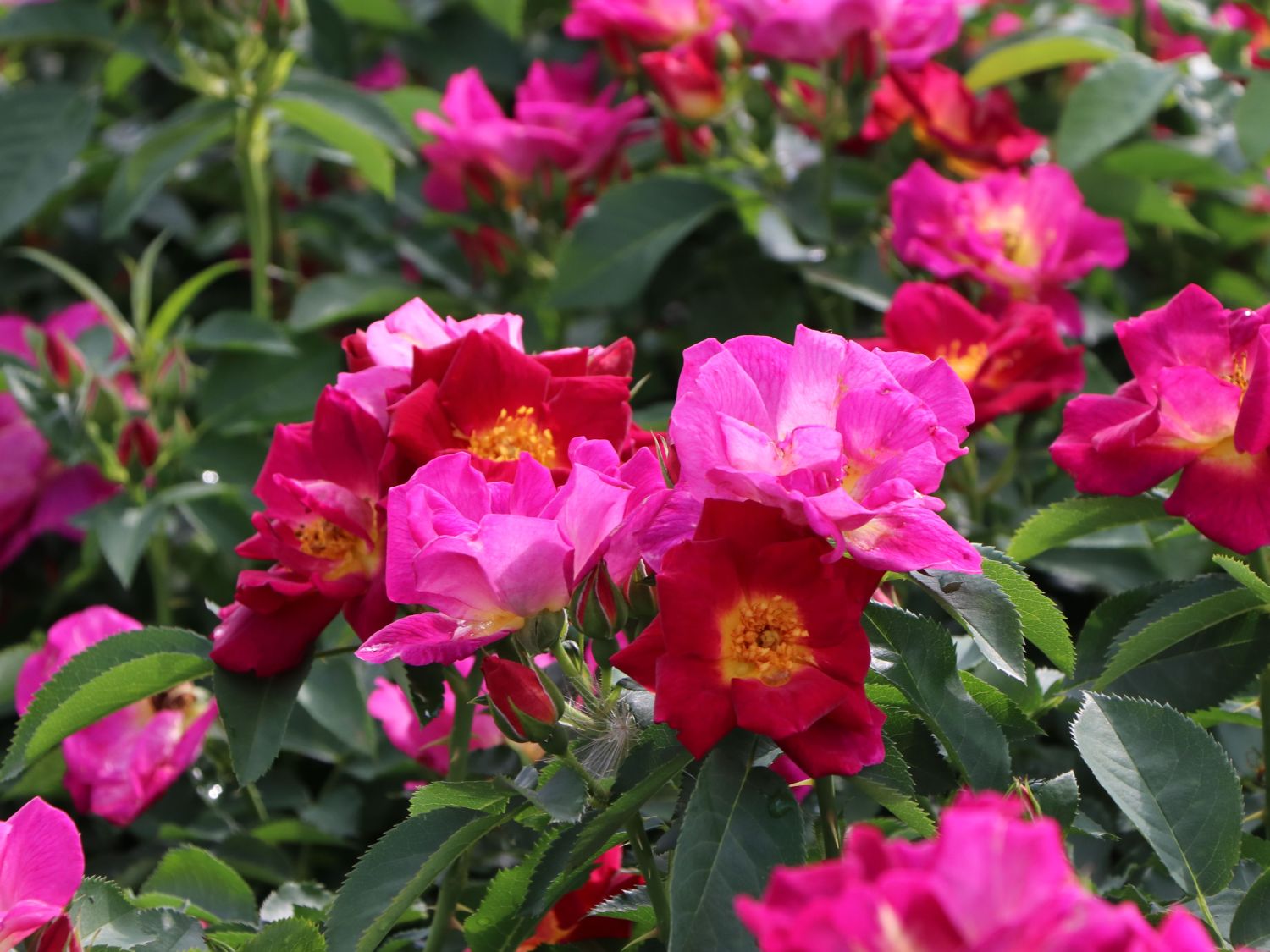 Bodendecker-Rose 'Weg der Sinne' ® - Rosa 'Weg der Sinne' ® ADR-Rose