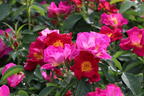 Bodendecker-Rose 'Weg der Sinne' ® - Rosa 'Weg der Sinne' ® ADR-Rose